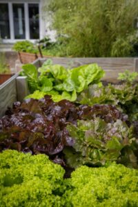 Container Salad