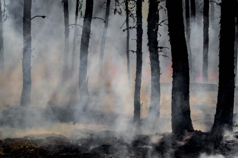 Scorched Tree from Fire