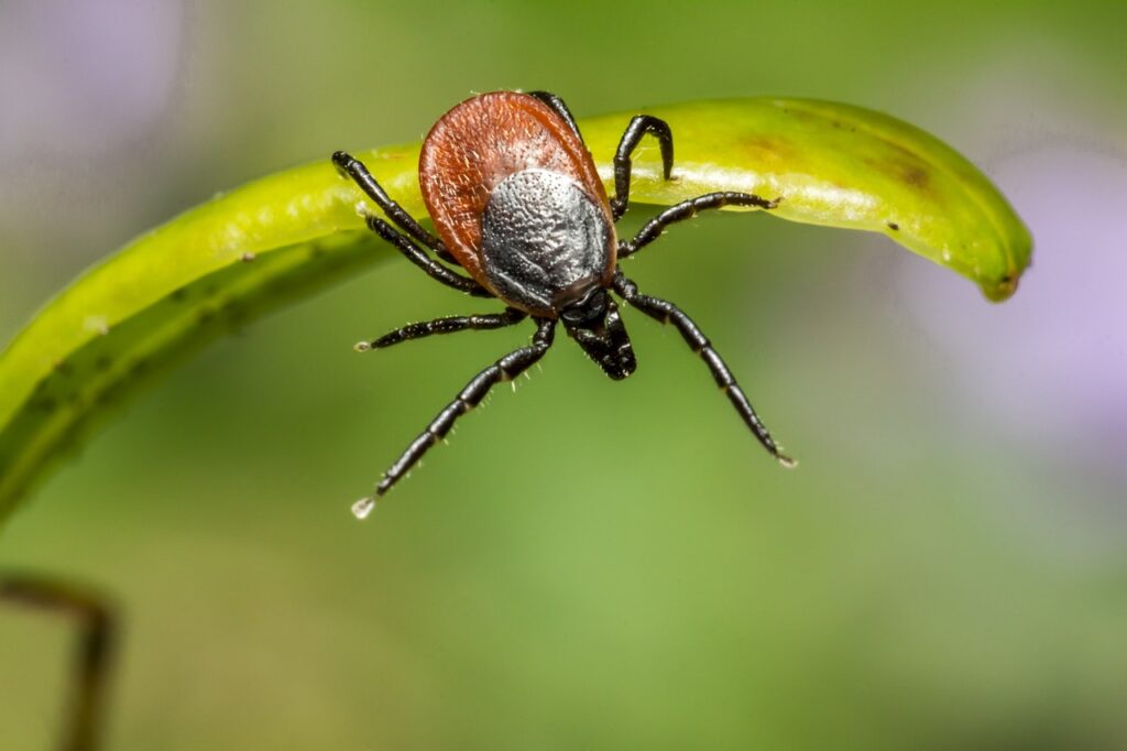 A bite from a tick can bring on Lyme Disease