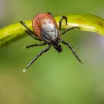 A bite from a tick can bring on Lyme Disease