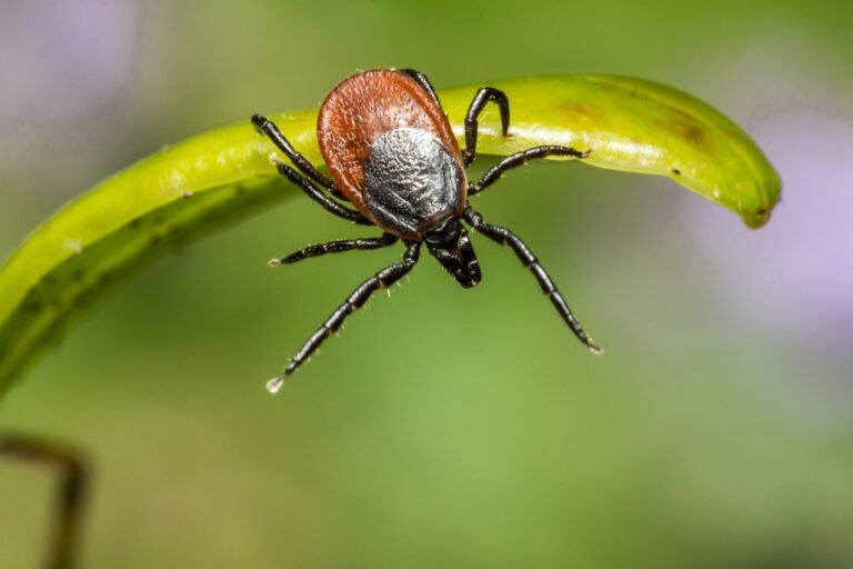 A bite from a tick can bring on Lyme Disease